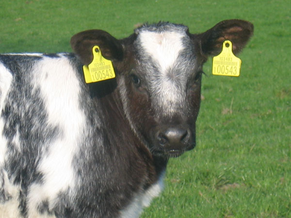 British Blue Calf British Blue calf