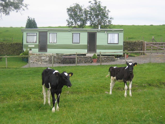 Calves infront of the caravan