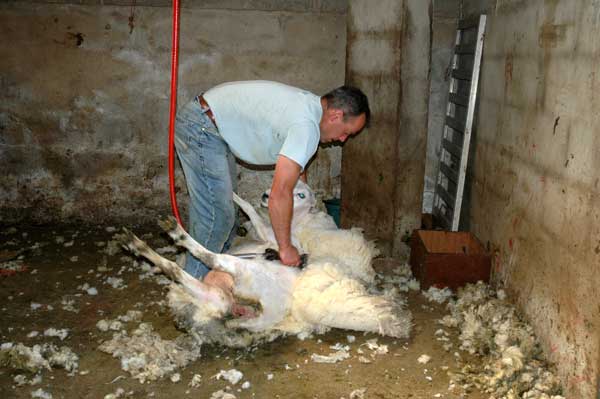 David Shearing a lleyn ewe