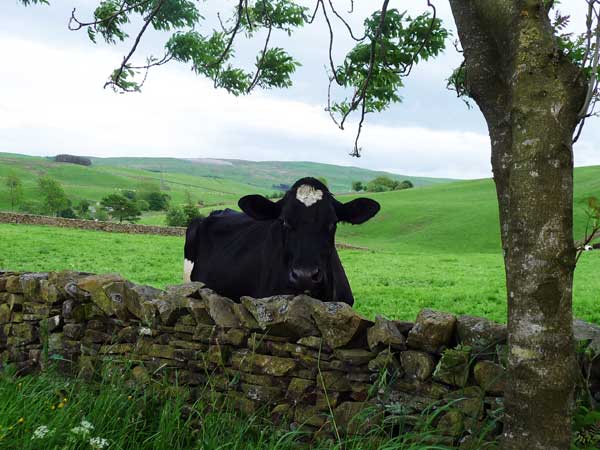 Looking out A Cow looking over the wall