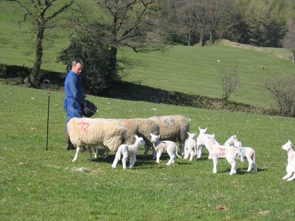 Feeding the Lleyn Sheep David Knowles feeding Lleyn Sheep & lambs