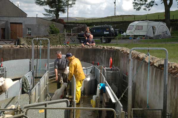 Dipping Day Peter & David Dipping the sheep