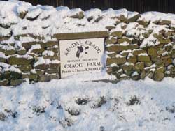 Kendalcragg herd of Holstein cattle
