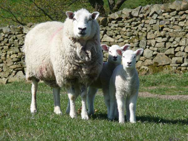 A lleyn ewe before shearing