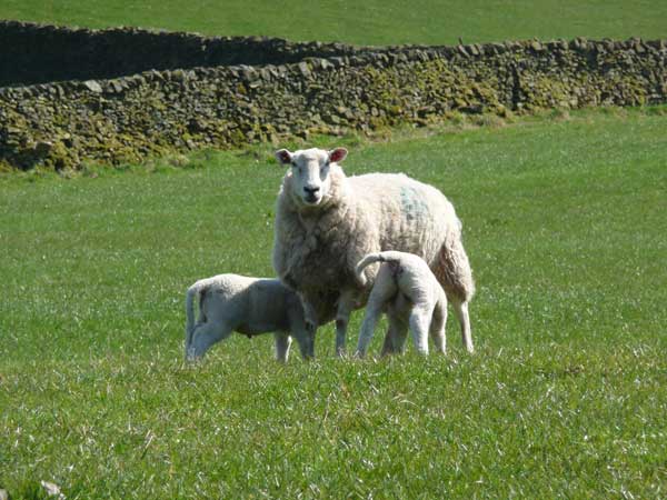 Feeding time A Lleyn ewe with her 2 lambs