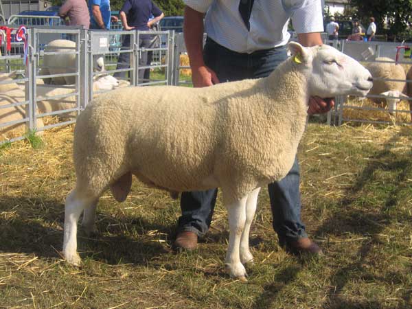Showing a Lleyn Ram Champion Lleyn Ram at Grayrigg Show