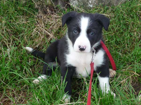 Nell Nell the sheep dog pup