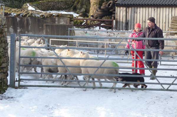 Shutting the gate Penning the sheep